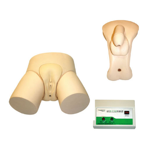  電子導尿灌腸教學實習模型KAS-D  